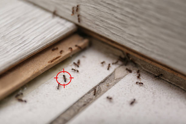 Trusted Fabrica, TX Pest Control Experts
