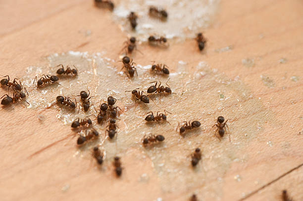  Fabrica, TX Pest Control Pros